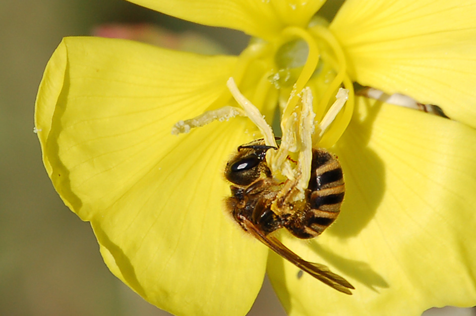 Femmina di Halictus, con buona probabilit scabiosae